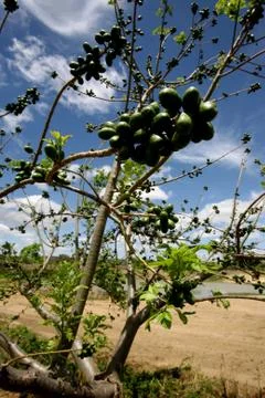 Growing fruit in the hinterland Stock Photos