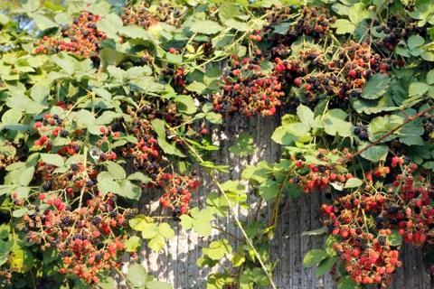 Growing fruit Stock Photos