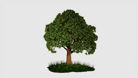 Growing fruit trees Video stock 298236281