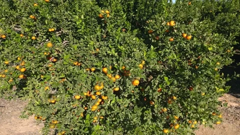 Growing fruit trees at orchards. Orbit Drone footage Stock Footage 230938556