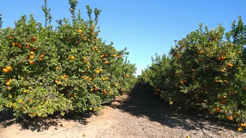 Growing fruit trees at orchards. Orbit Drone footage Stock-Footage 230938669