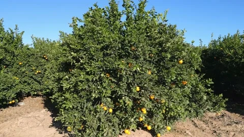 Growing fruit trees at orchards. Orbit Drone footage Stock Footage 230938775