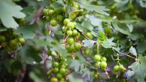 Growing fruits on a tree Stock Footage 72335197