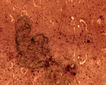 Growing Fungus 库存影片 103871