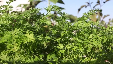 Growing Garden Stock Footage 79425437