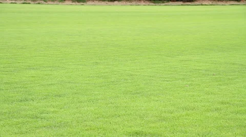 Growing  garden Grass 库存影片 45958637