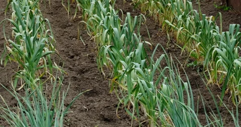 Growing garlic in the garden Stock Footage 132326463