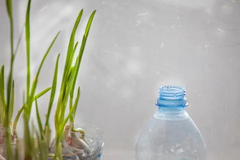 Growing garlic on the window Stock Photos