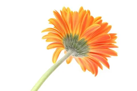 Growing gerbera Stock Photos
