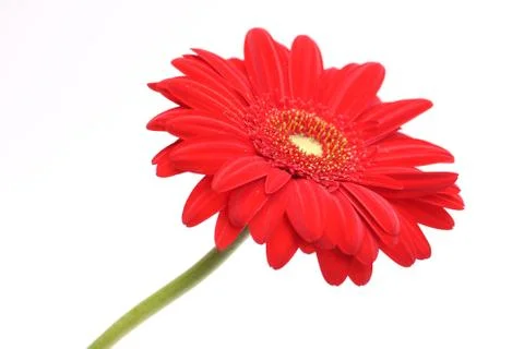 Growing gerbera Stock Photos