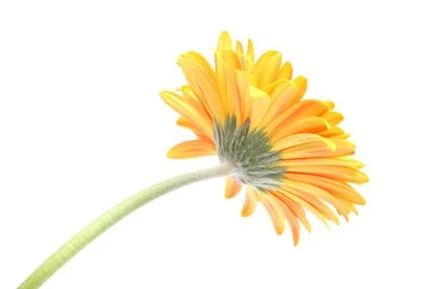 Growing gerbera Stock Photos