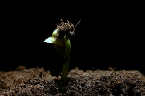 Growing germinating common bean, green bean, French bean. Timelapse Stock Footage 108922297