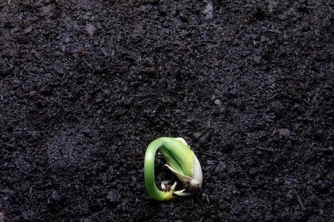 Growing germinating common bean, green bean, French bean. Timelapse Stock Footage 108929871