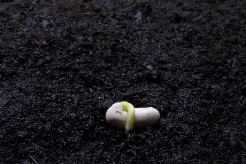 Growing germinating common bean, green bean, French bean. Timelapse Stock Footage 108929938