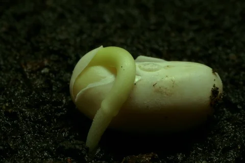Growing germinating common bean, green bean, French bean. Timelapse Stock Footage 108936453