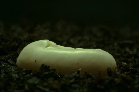 Growing germinating common bean, green bean, French bean. Timelapse Stock Footage 108938138