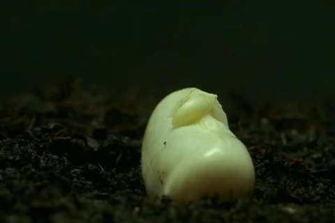 Growing germinating common bean, green bean, French bean. Timelapse Stock Footage 108938744