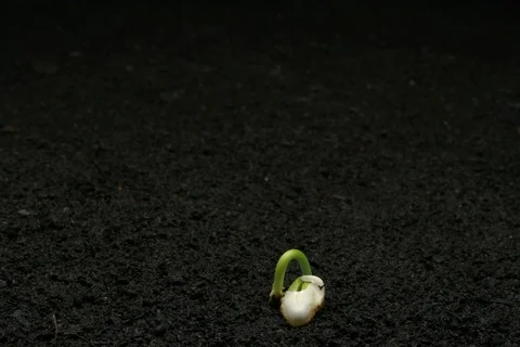 Growing germinating common bean, green bean, French bean. Timelapse Video stock 108948686