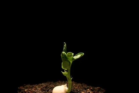 Growing germinating pea. Timelapse Stock Footage 108986641