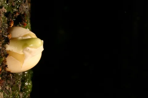 Growing germinating pea. Timelapse Stock Footage 108990939