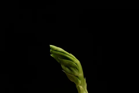 Growing germinating pea. Timelapse Stock Footage 108992287