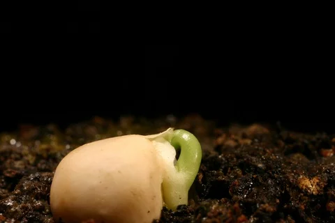 Growing germinating pea. Timelapse Stock Footage 108992756