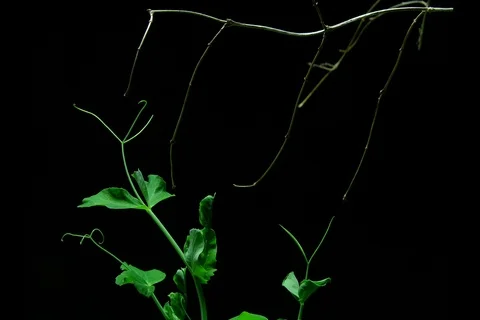 Growing germinating pea. Timelapse Video stock 108993709