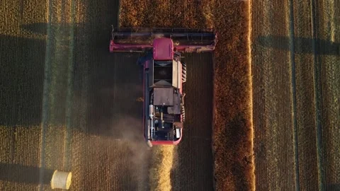 Growing grain on fertile soil, solving the world food crisis. Aerial view of a Video stock 290926901