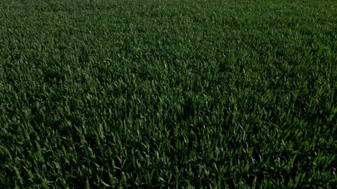 Growing grain in the field Stock Footage 246149462
