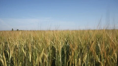 Growing grain. Stock-Footage 92620889