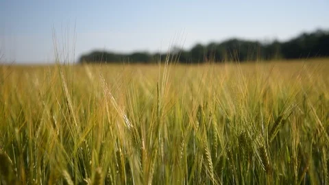 Growing grain. Stock Footage 92620899