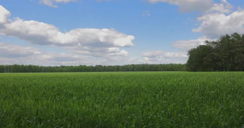 Growing grain, forest and blue sky in the background, 4K slomo Stock Footage 169446885