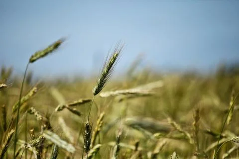 Growing grain Stock Photos