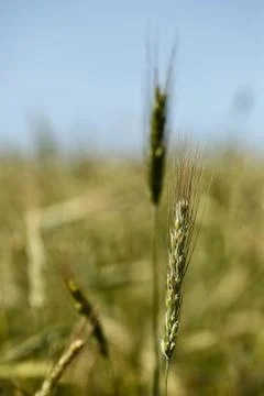 Growing grain Stock Photos