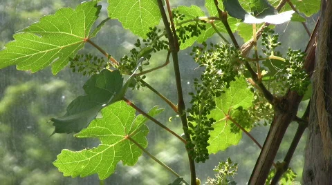 Growing grape  Stock Footage 482273