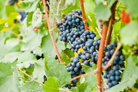 Growing grape Stock Photos