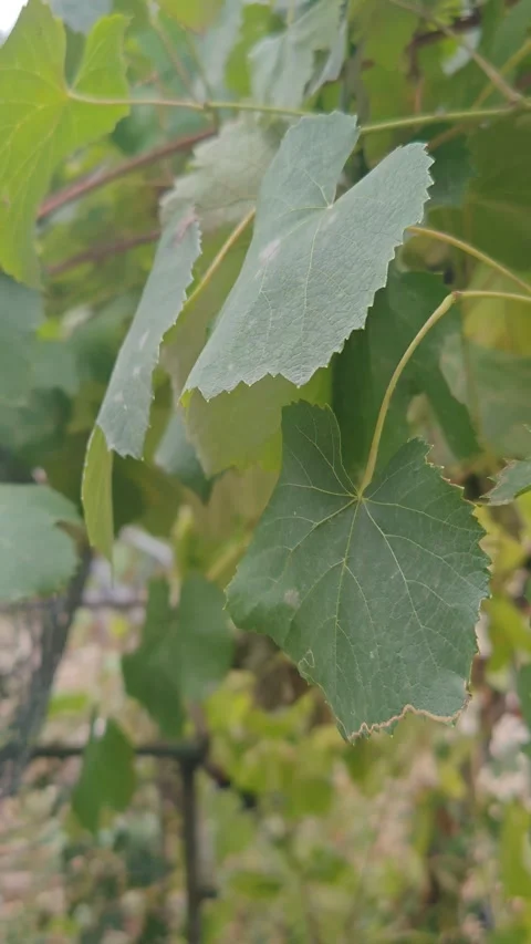 Growing grape plants Stock Footage 317116446