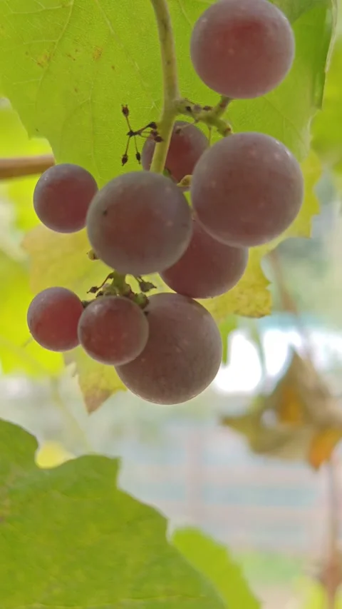 Growing grape plants ripe berries Stock Footage 317116371