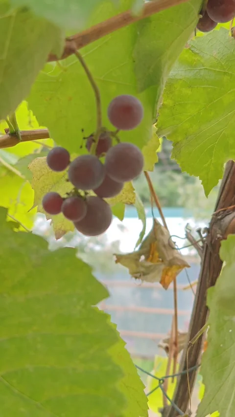 Growing grape plants with ripe, bright berries Stock Footage 317116412