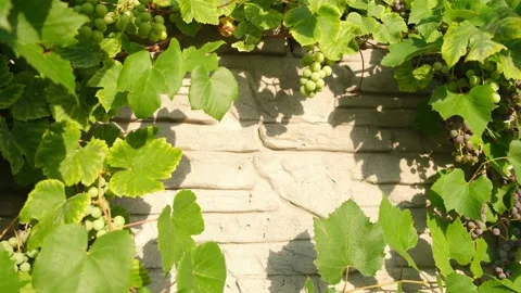 Growing Grapes Creating A Frame on the Stone Wall Stock Footage 205035698