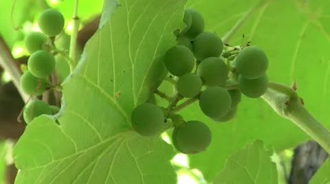 Growing grapes 스톡 동영상 11534123