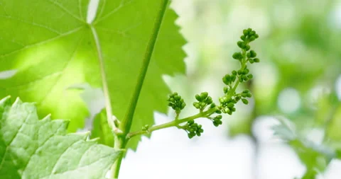 Growing grapes Stock Footage 132334602