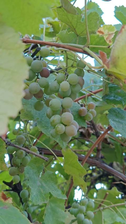 Growing grapes outdoors Stock Footage 317115113