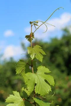 The growing grapes Foto stock