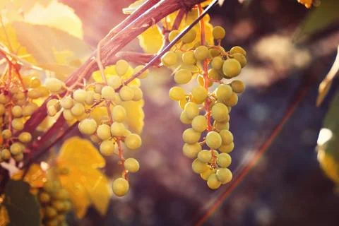 Growing grapes in sunset Stock Photos