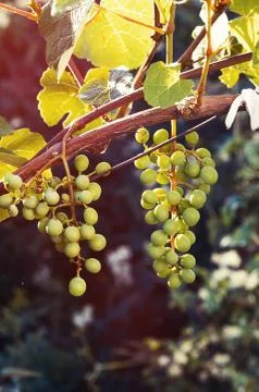 Growing grapes in sunset Stock Photos