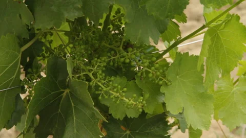 Growing grapes Vineyard. Close up Видео 98184071