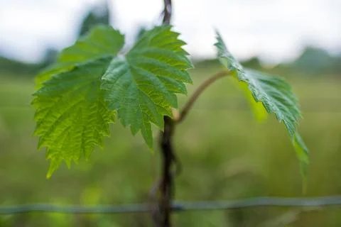 Growing grapevine Foto stock