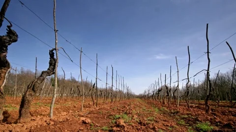 Growing grapewine Stock Footage 7920627