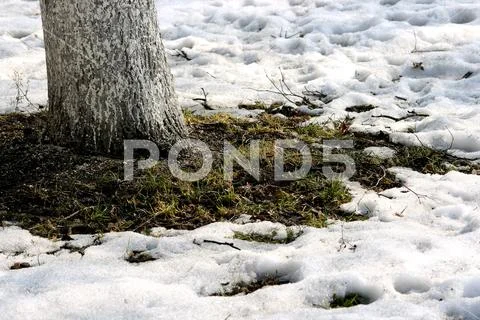 Growing grass and thawing snow Stock Photos